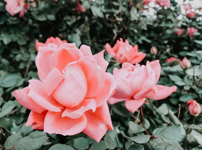 Paris North RV Park Picture 2