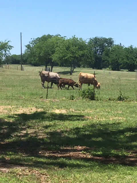 E Double H RV Park at Waco Lake Picture 5