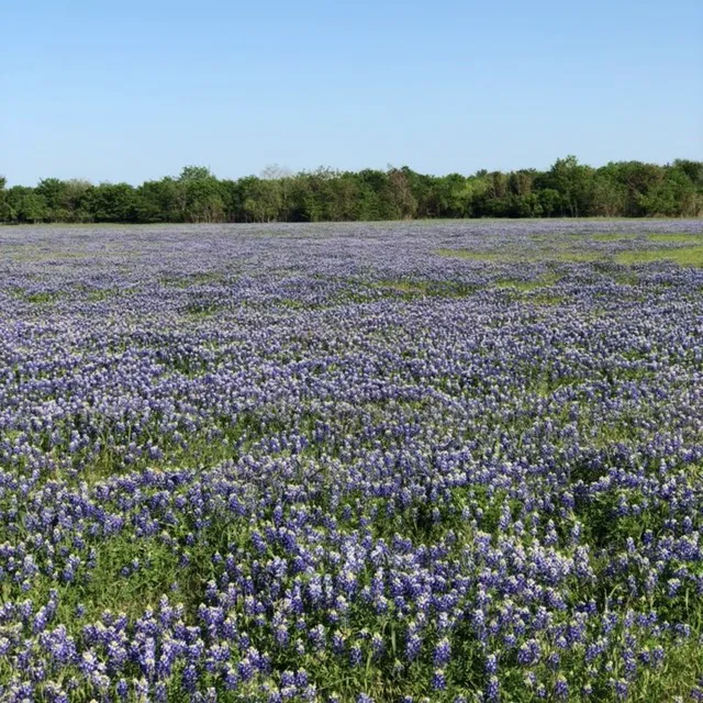 E Double H RV Park at Waco Lake Picture 4