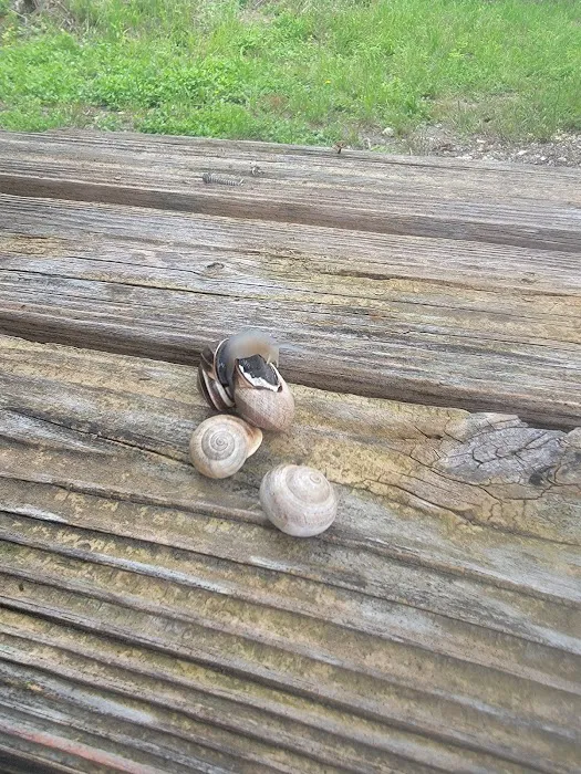 Lucky's RV Park Picture 10