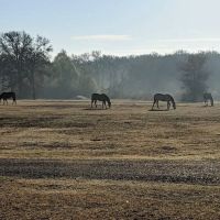 Stay at Diamond W ico