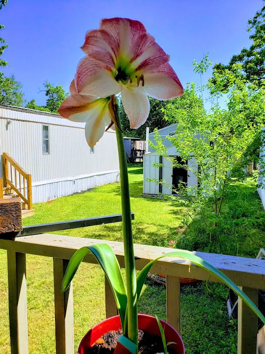 Country Village Picture 6