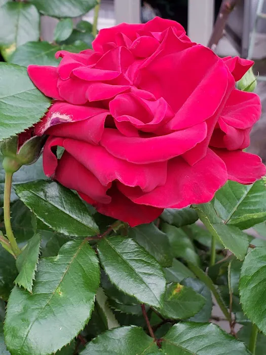 Country Village Picture 5