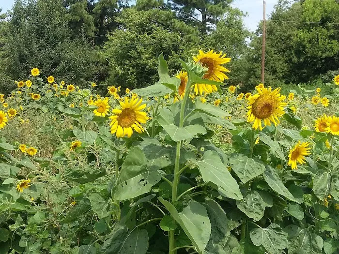 Wildwood RV Park Picture 2