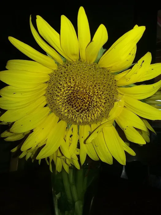 Wildwood RV Park Picture 10