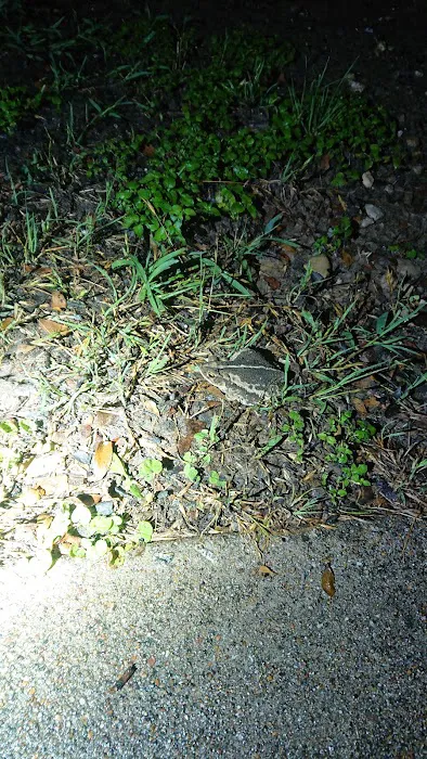 Lakeview RV Park Picture 9