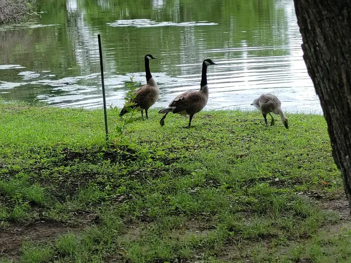 Camino del Bosque Picture 5