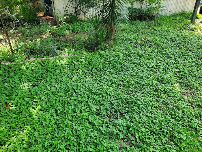 Redwood Estates Picture 9