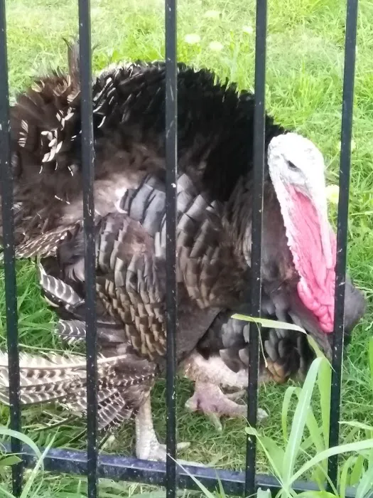 Old Rooster Creek RV Park and Flea Market Picture 2