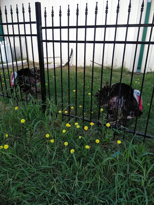 Old Rooster Creek RV Park and Flea Market Picture 10