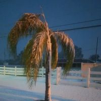 Buena Vista Estates ico