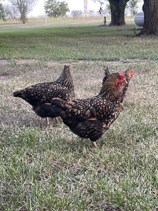 11 Oaks R.V, Park Picture 2