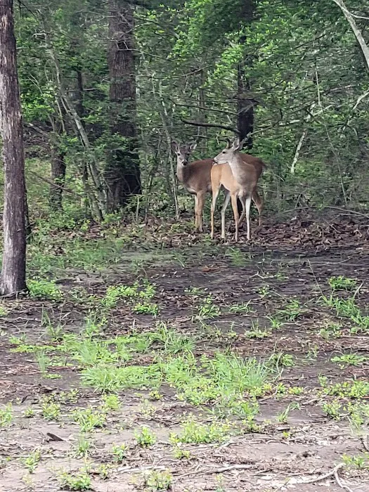 Frank And Kev RV Picture 8