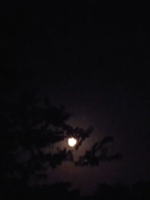 The Ranch RV at Round Top Picture 3