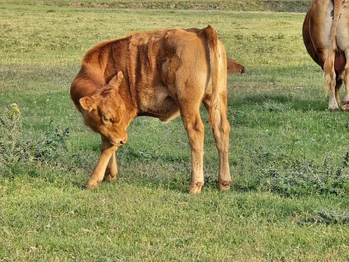 Dippel RV Park Picture 6