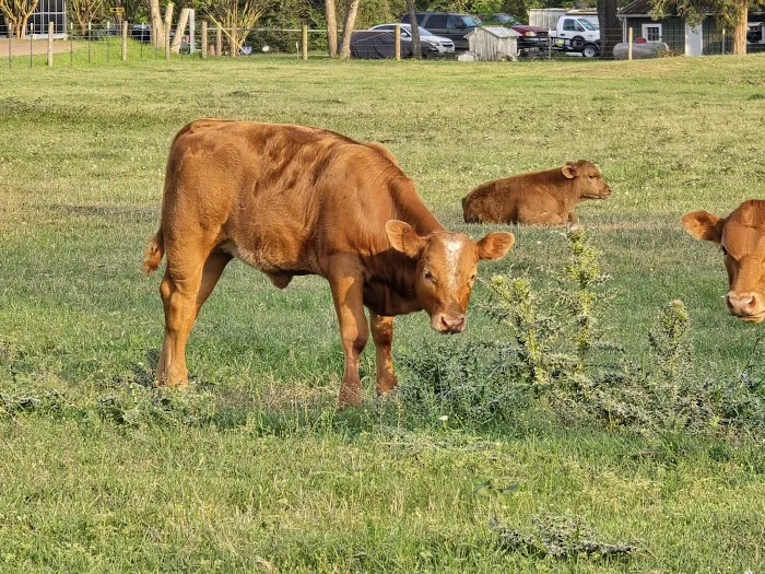 Dippel RV Park Picture 5