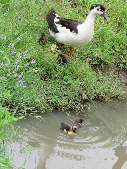 Route 82 RV Park Picture 2