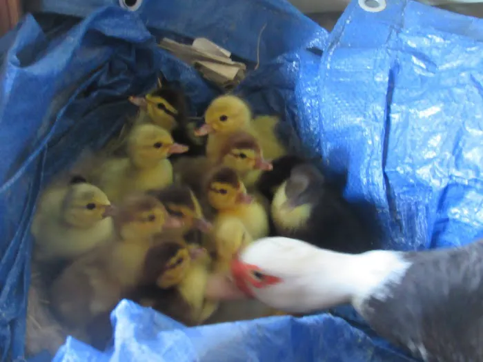 Route 82 RV Park Picture 7