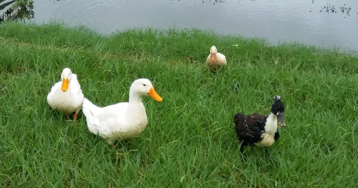 Tonkawa Falls RV Park Picture 4