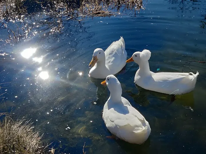 Cosmic Duck RV Park Picture 9