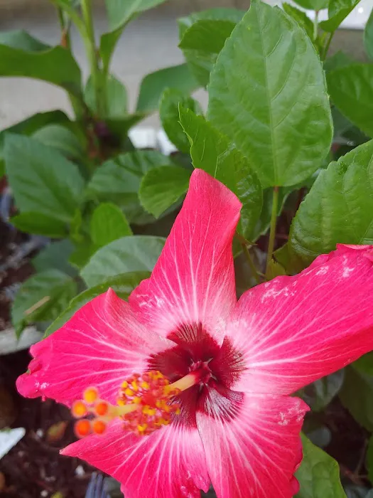 La Casita Mobile Home Community Picture 3