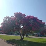 La Casita Mobile Home Community