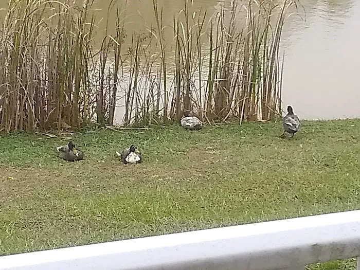 Plantation Oaks Resort Picture 3