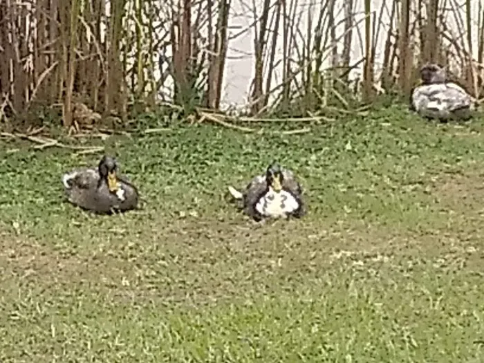 Plantation Oaks Resort Picture 5