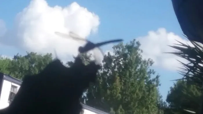 Lamplight parque Picture 3