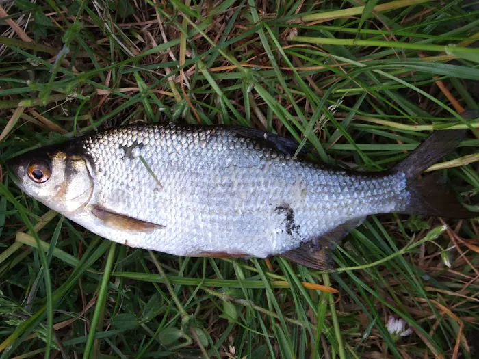 Canal Place Rv Park Picture 10