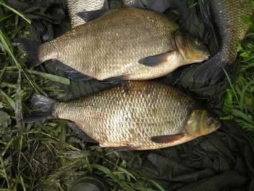 Canal Place Rv Park Picture 4