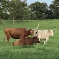 Ross's South Forty RV Park ico