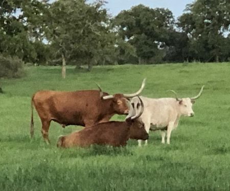 Ross's South Forty RV Park