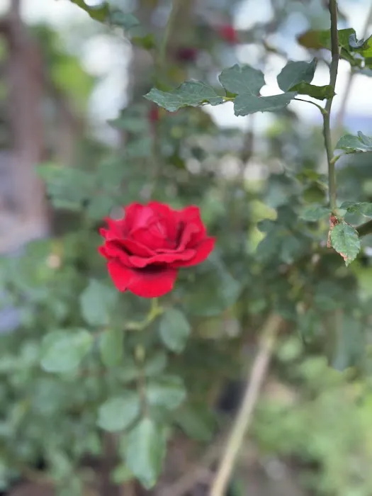 Sun Valley Mobile Home Park Picture 2