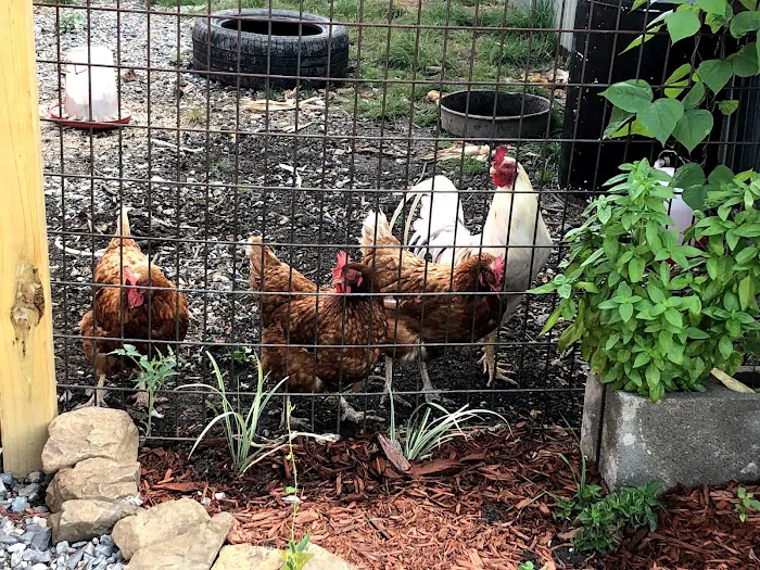 Anna Country RV Ranch Picture 4