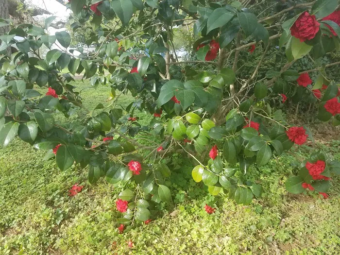 Sonny's RV Park Picture 1