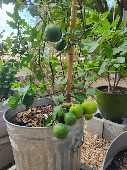 Downtown Texas RV Park Picture 9