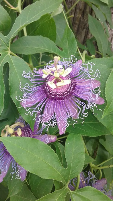 Trailwood Mobile Home Estates Picture 3