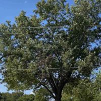 Hackberry Acres RV Park ico