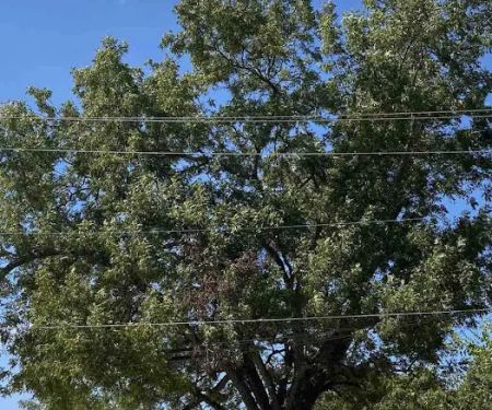 Hackberry Acres RV Park