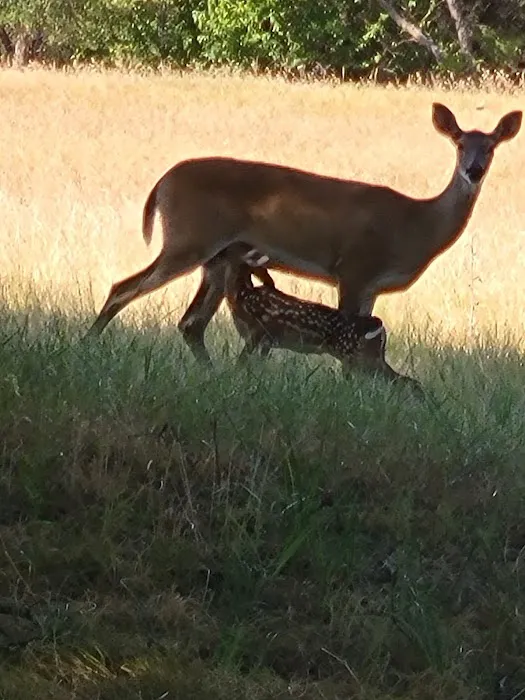 Flatrock on the Brazos Picture 4
