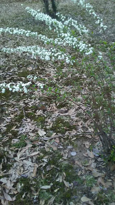 Sunset Village Picture 8