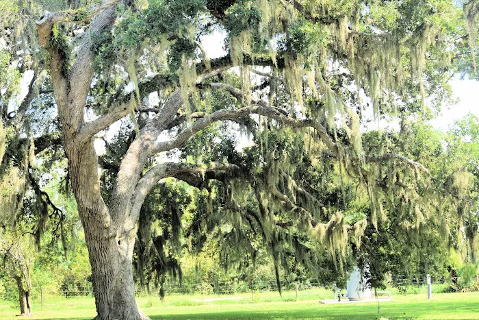 Old Ocean Ranch RV Park Picture 4