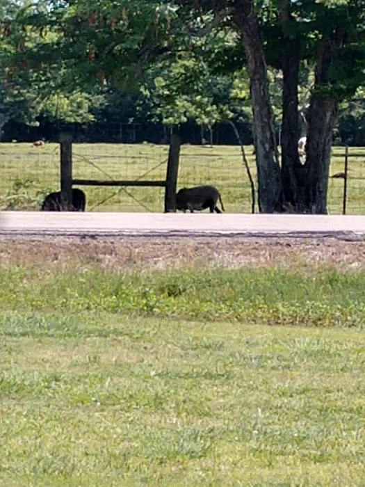 Brazoria RV Park by QRV Picture 10