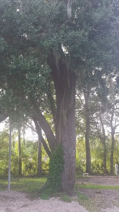 Paradise Lost RV Park Picture 9