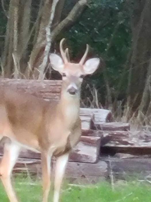 Colorado Landing RV Park Picture 2