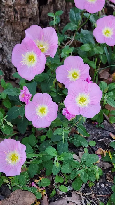 Suncatcher RV Park Picture 1