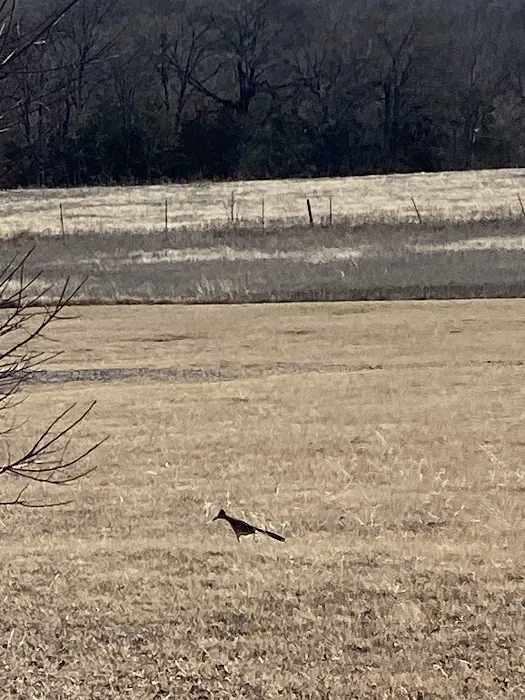 Split Tail Ranch Picture 1