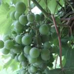 Dorries Mobile Home & RV Park