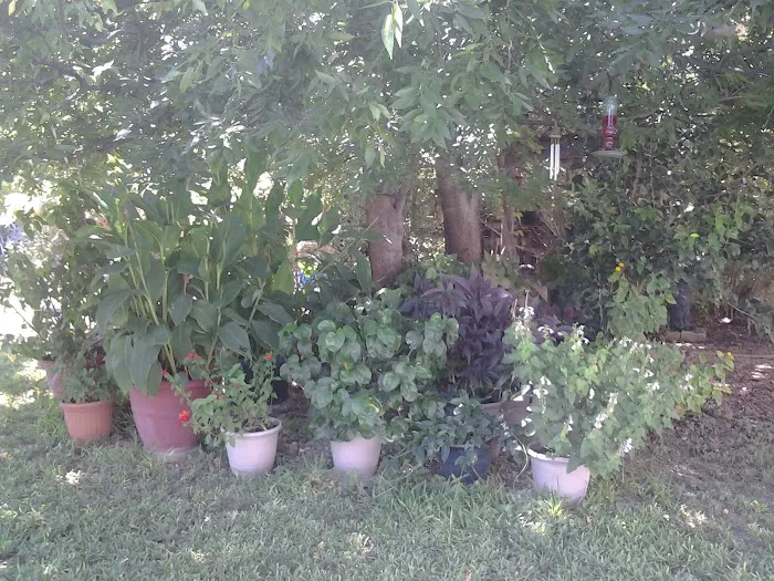 Ancient Oak Mobile Home Park Picture 10